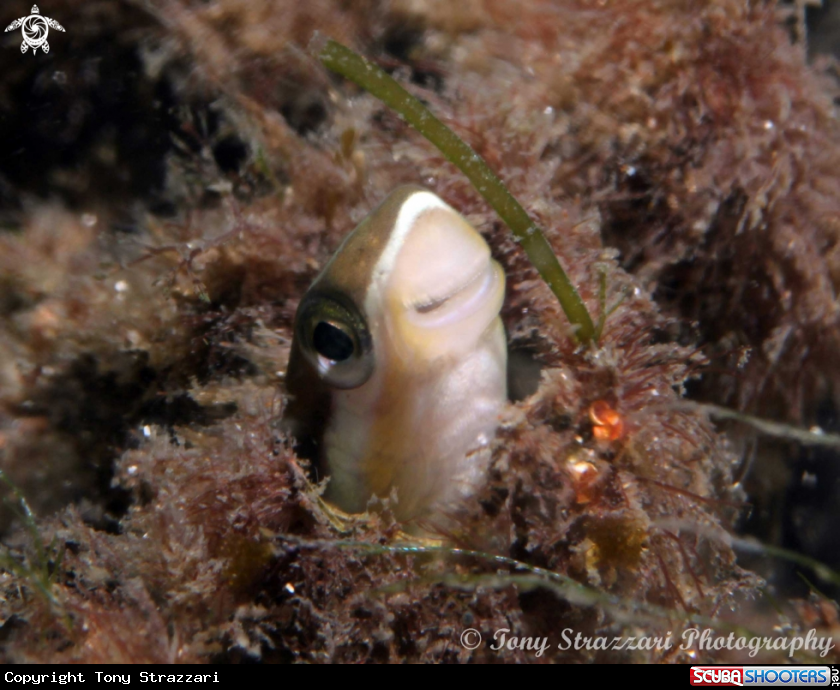 A Lance Blenny