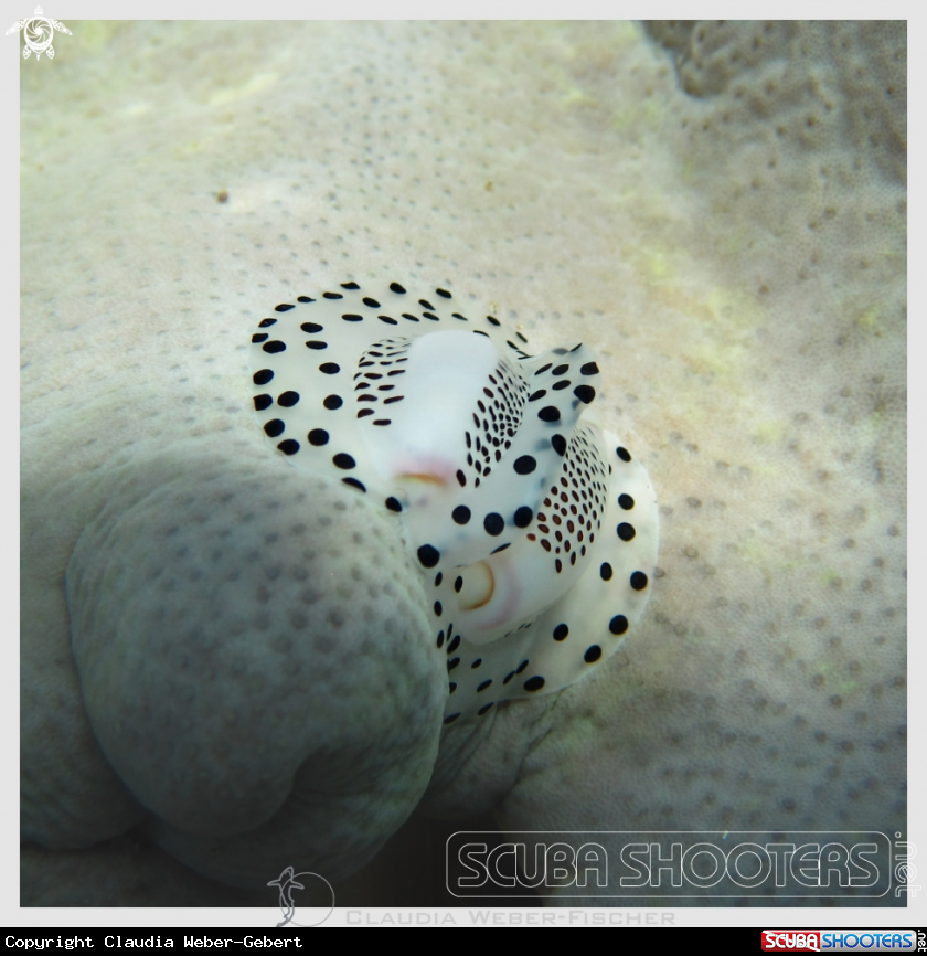 A egg cowrie