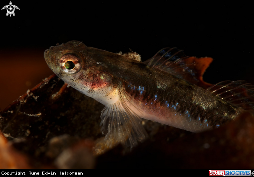 A Goby