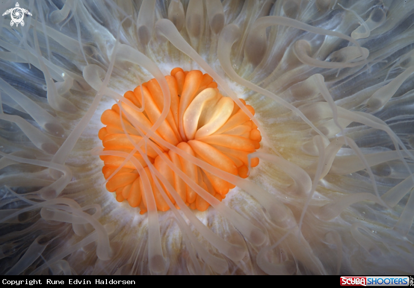 A Anemone