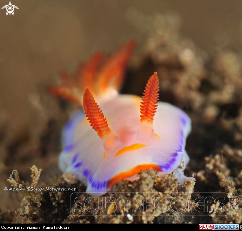 A Nudibranch