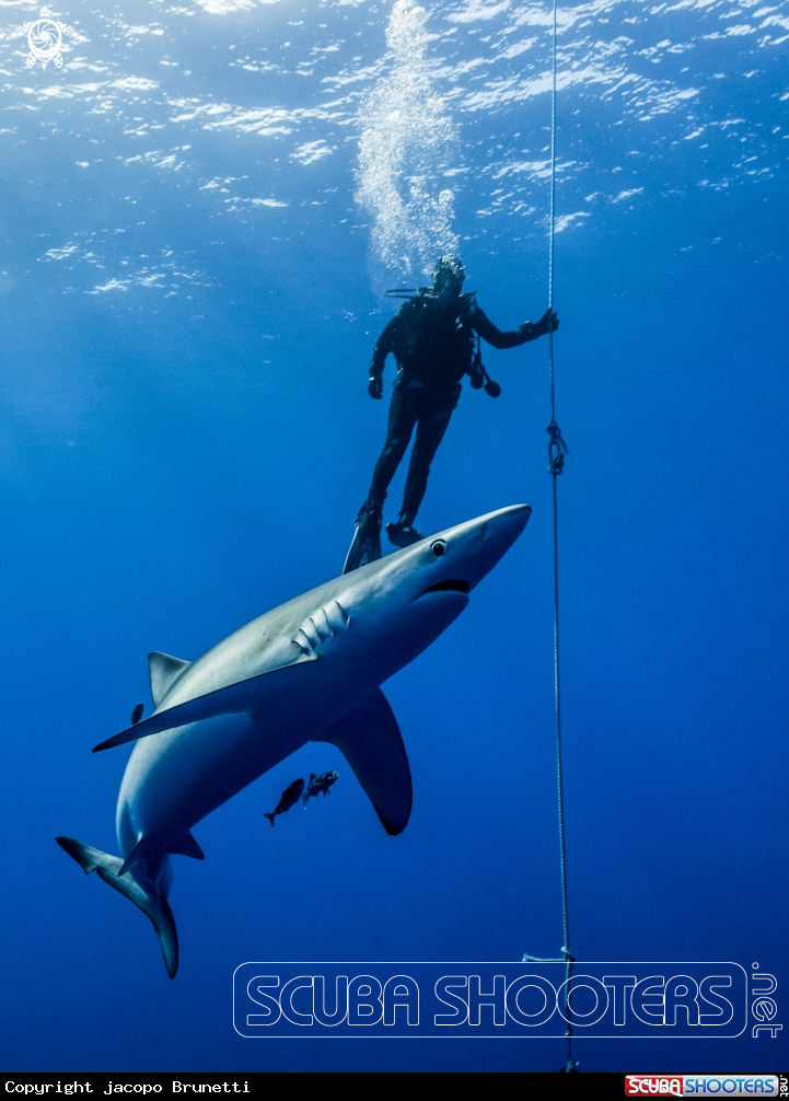 A blue shark