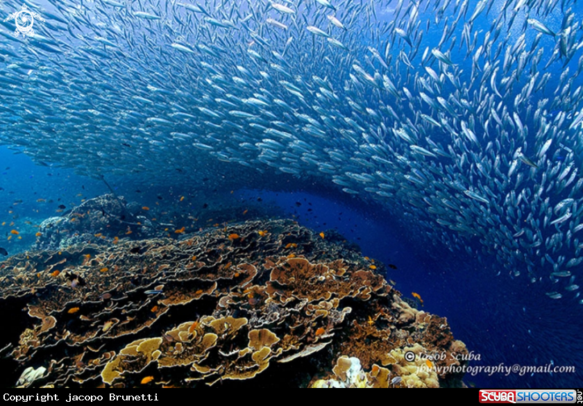 A sardines