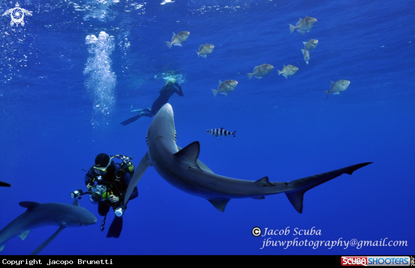 A blue shark