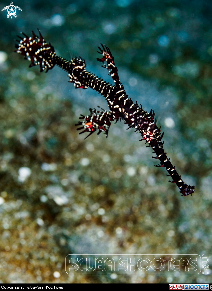 A Ornate Ghost Pipefish