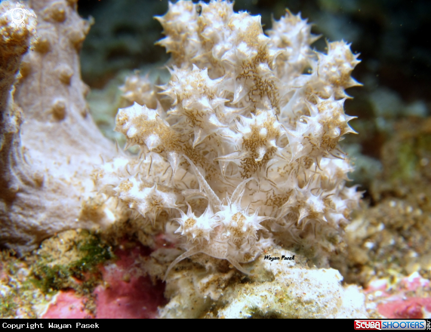 A phyllodesmium