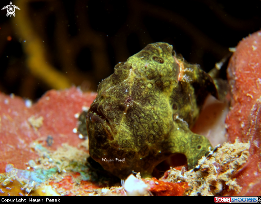 A Frogfish