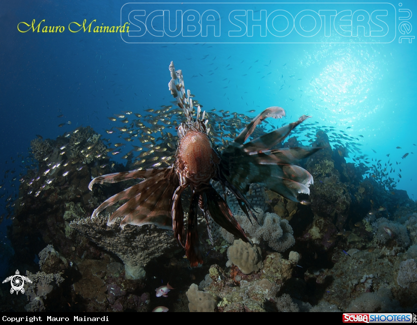 A Lionfish and glassfish