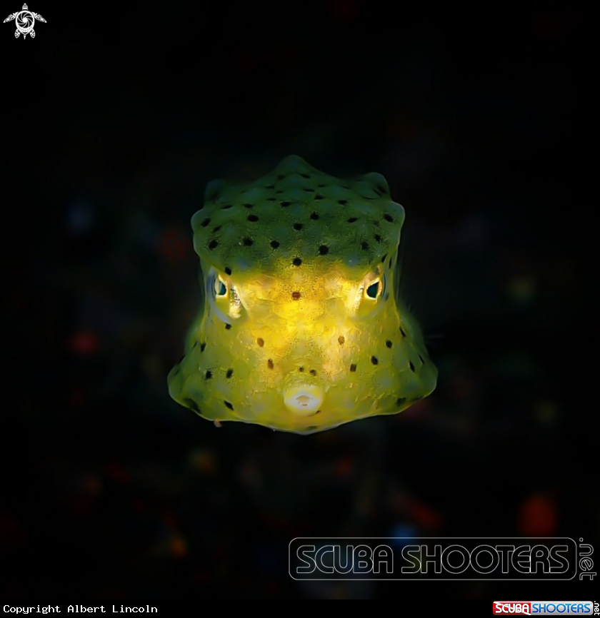 A Boxfish