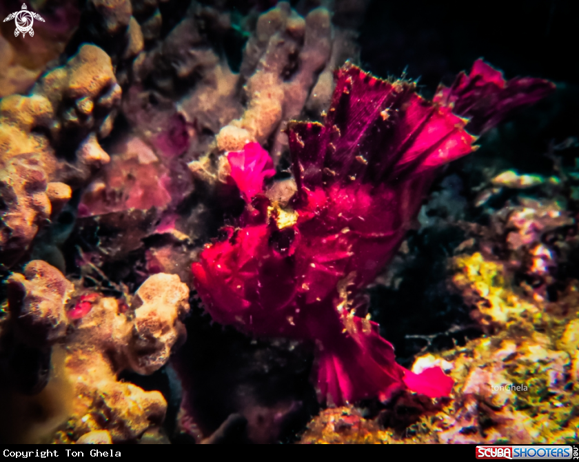 A Leaf Scorpionfish