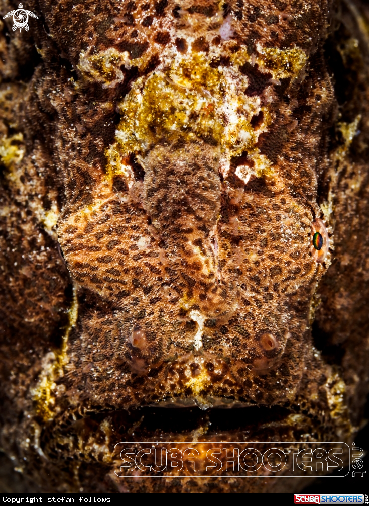 A Giant Frogfish