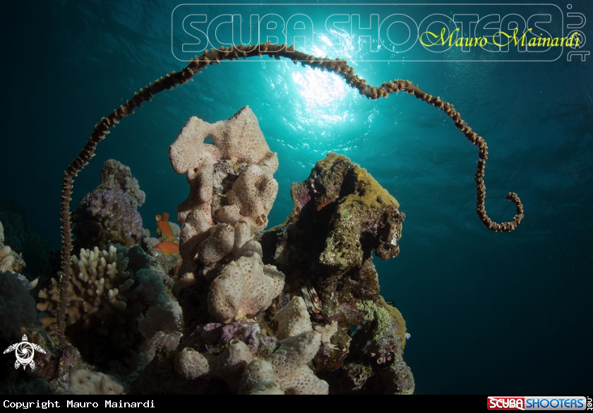 A Whip coral