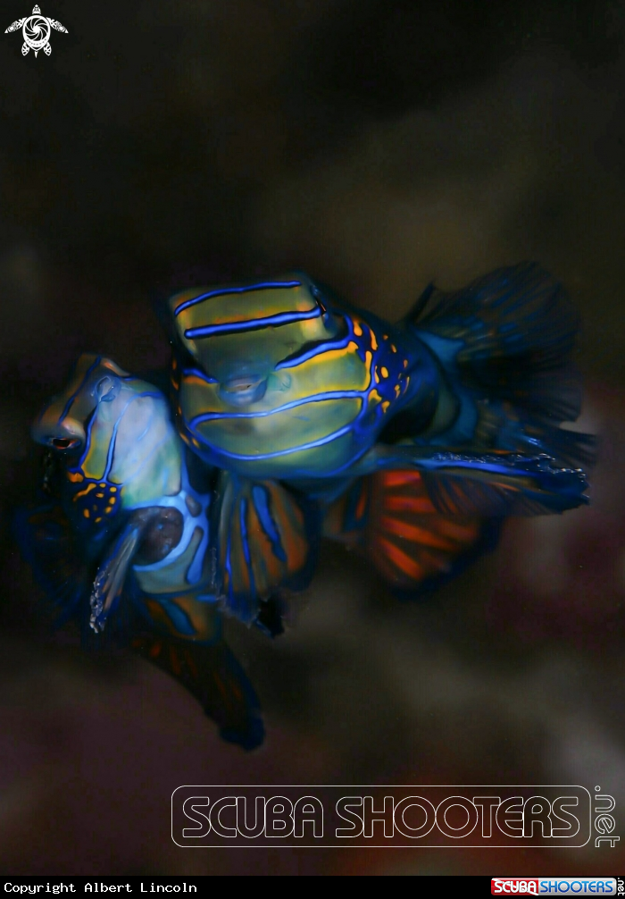 A Mandarin Fish