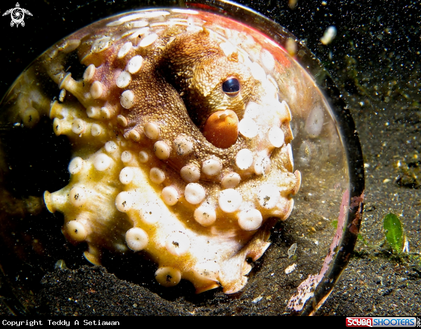 A coconut octopus