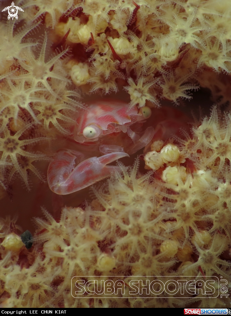 A PORCELAIN CRAB