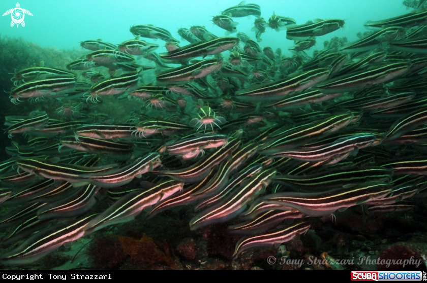 A Stripey catfish