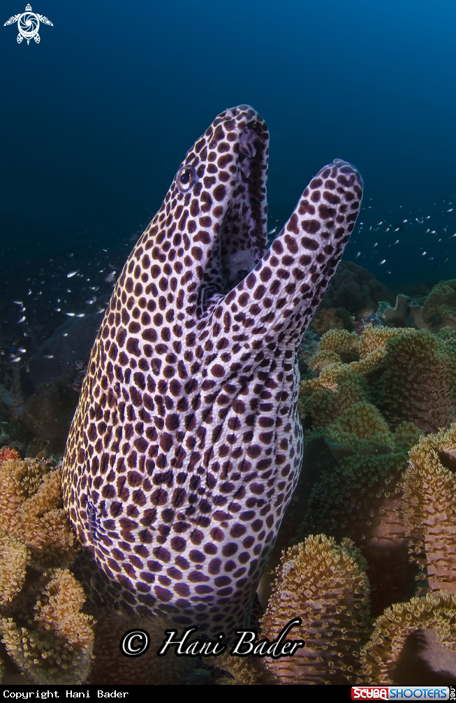 A moray eel