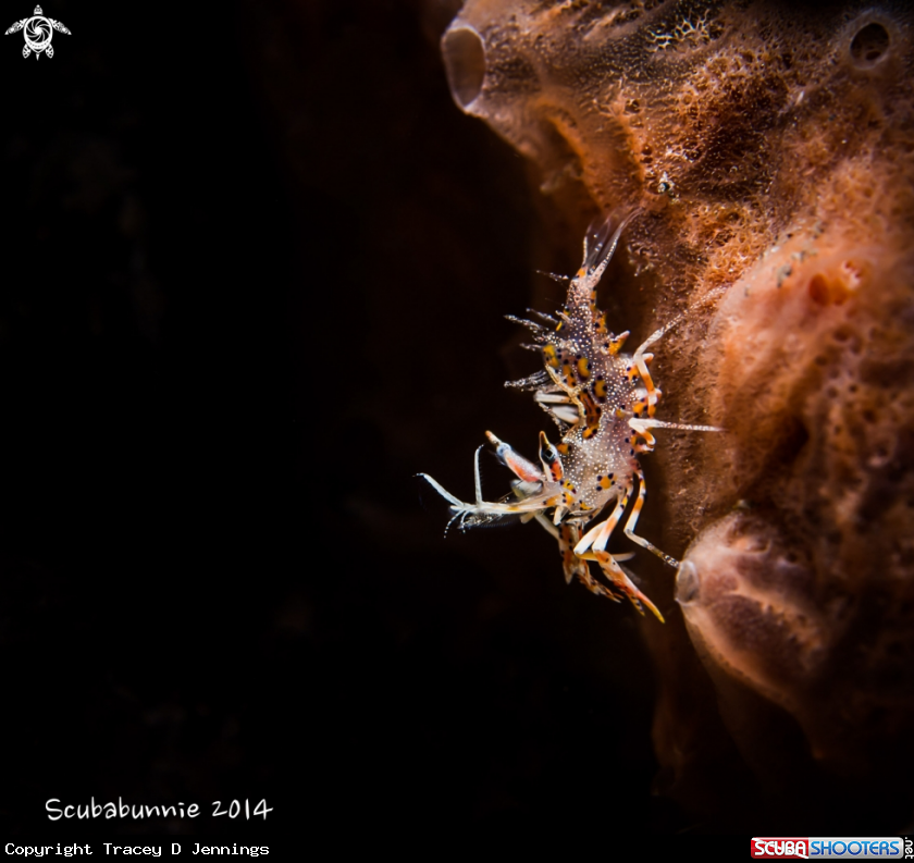 A Tiger shrimp