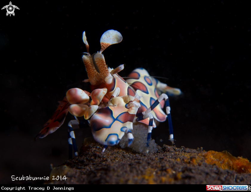 A Harlequin shrimp