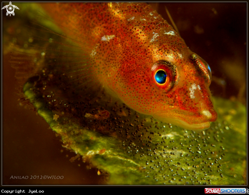 A Goby