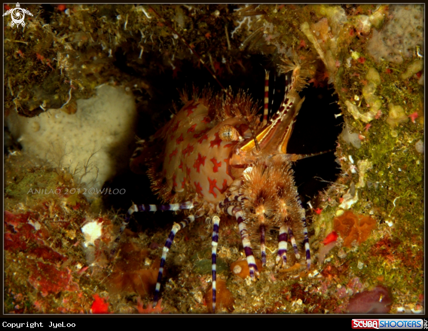 A Marble Shrimp