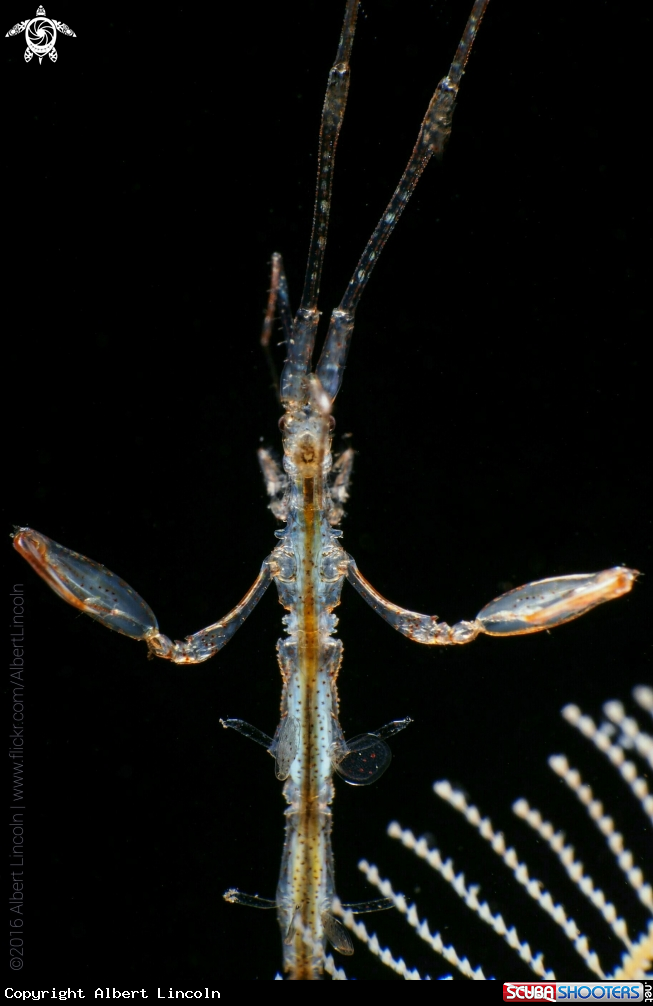 A Caprellidae