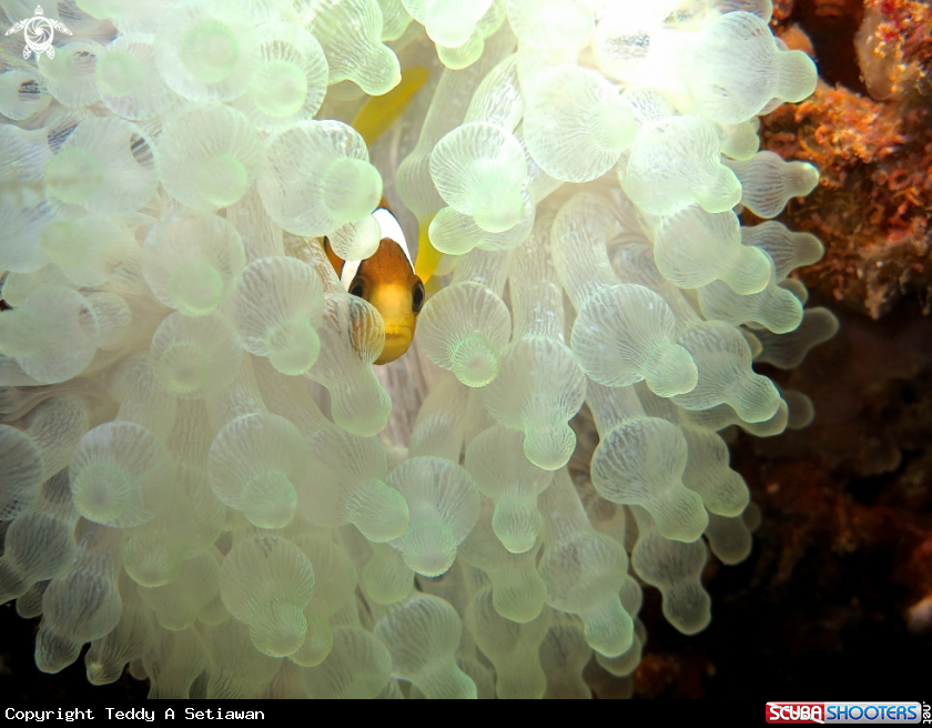 A clown fish