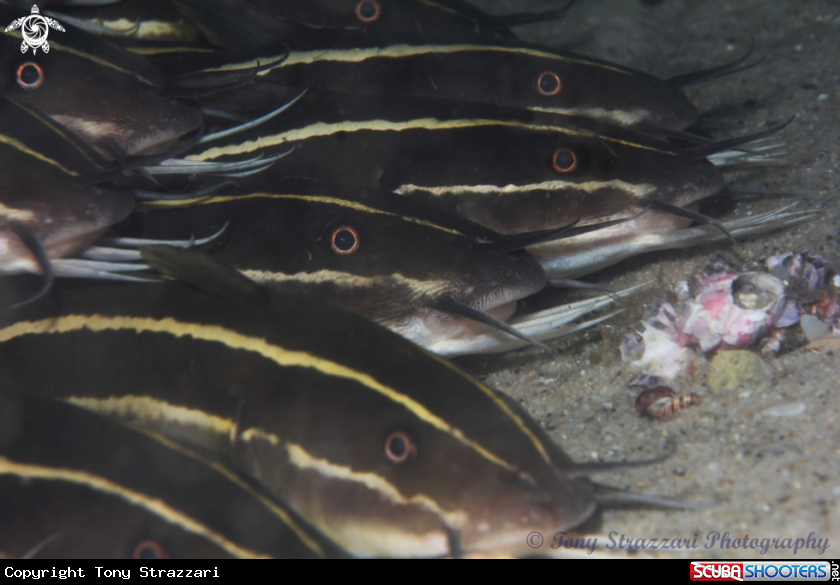 A Stripey catfish