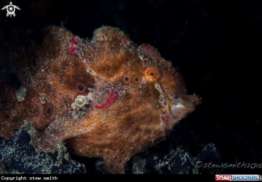 A Frogfish