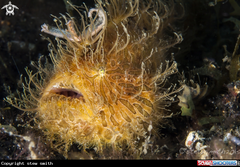 A Frogfish