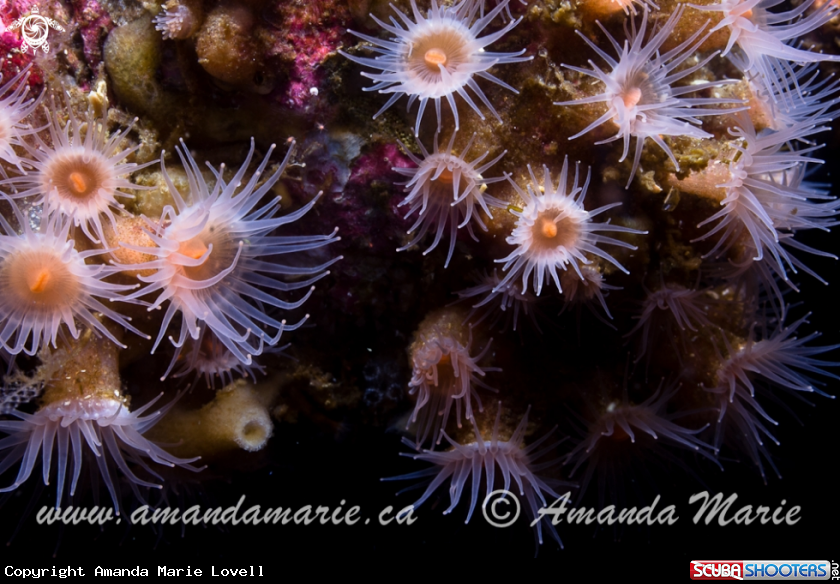 A Orange Zanthid