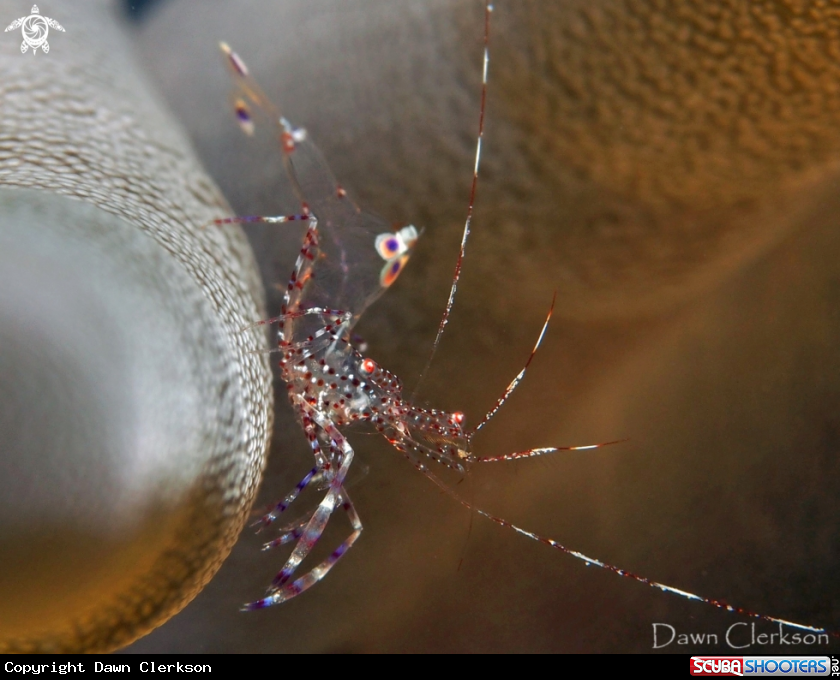 A Spotted Anemone Shrimp