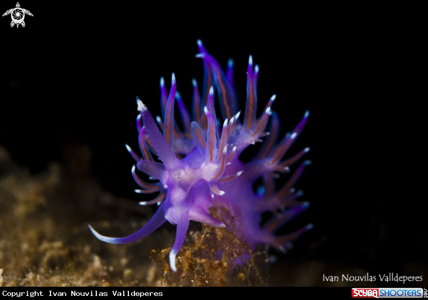 A Nudibranch