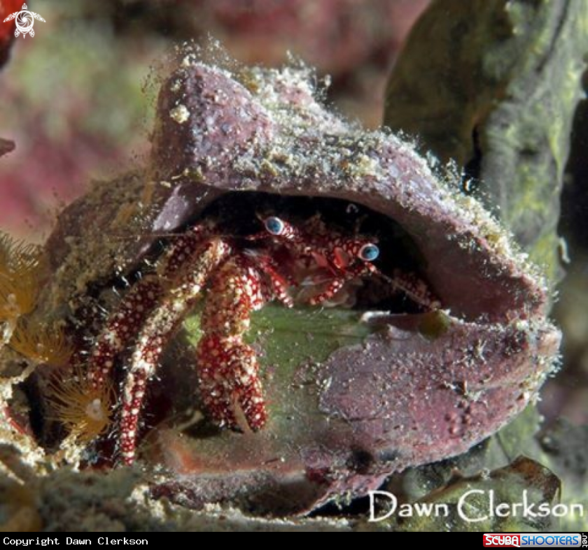 A White Speckled Hermit Crab