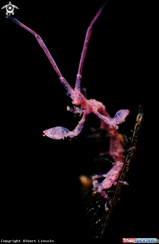 A Skeleton Shrimp