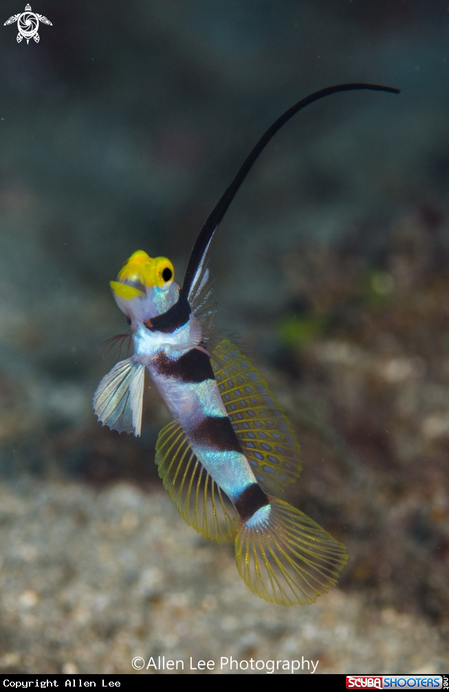 A Blackray Shrimpgoby