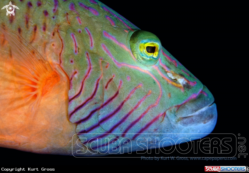 A Wrasse