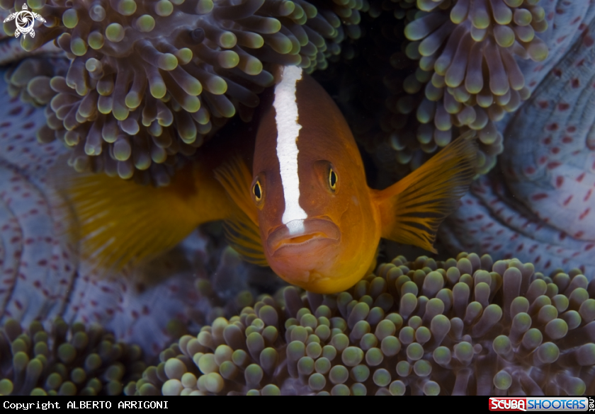 A Amphiprion Sandaracinos