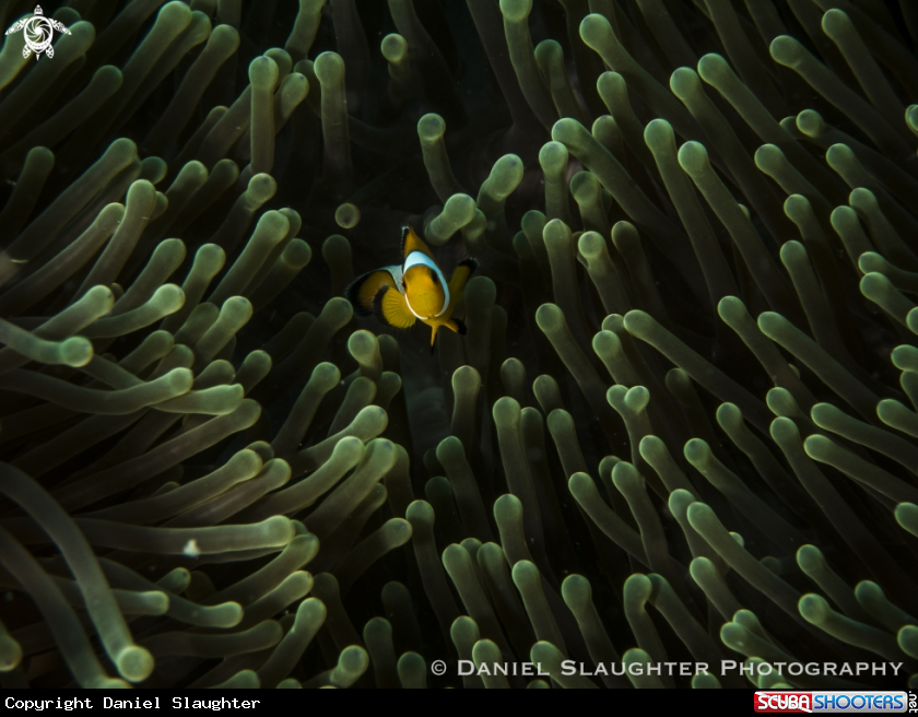 A Anemone Fish