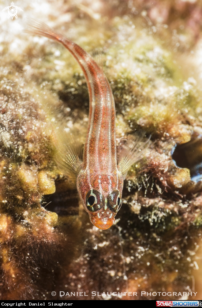 A Blenny