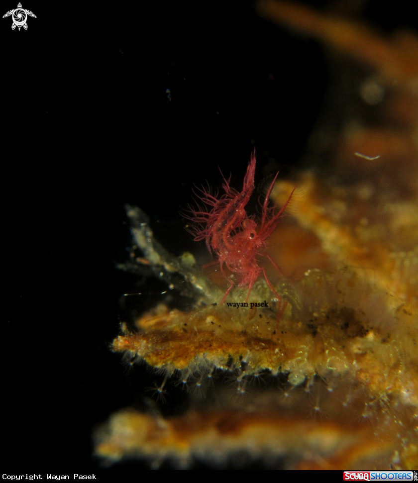 A algae shrimp