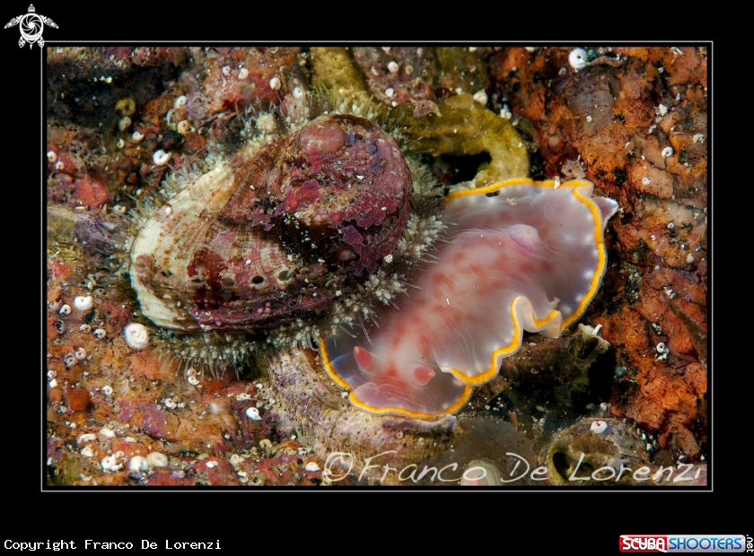 A A sea ear walks over a purple sea slug.