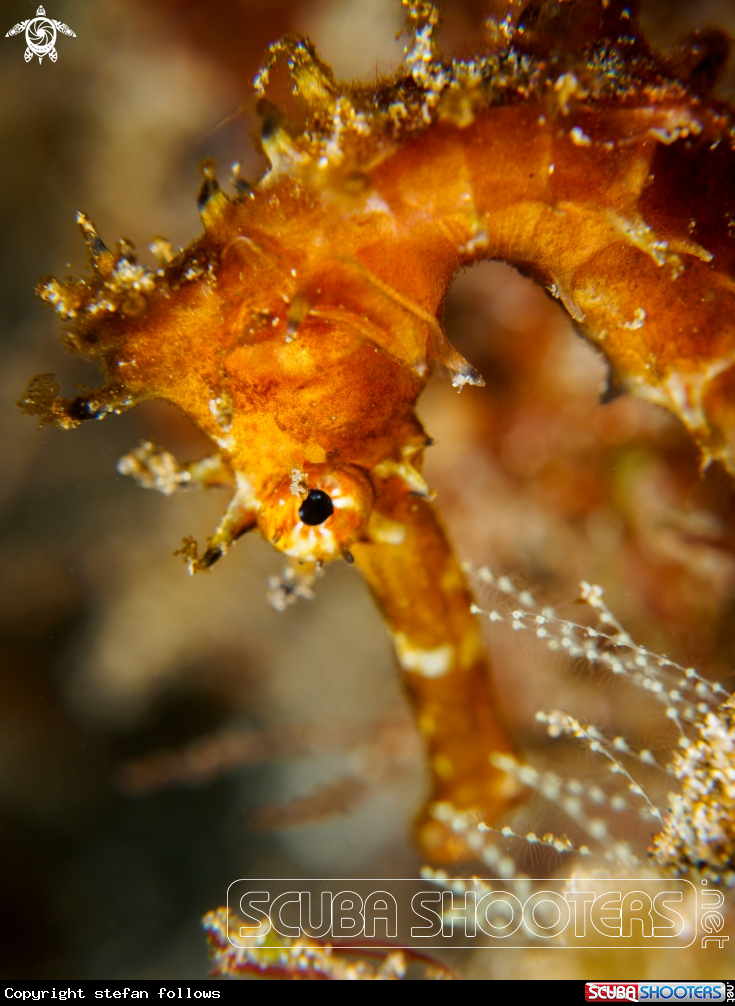 A Thorny Seahorse