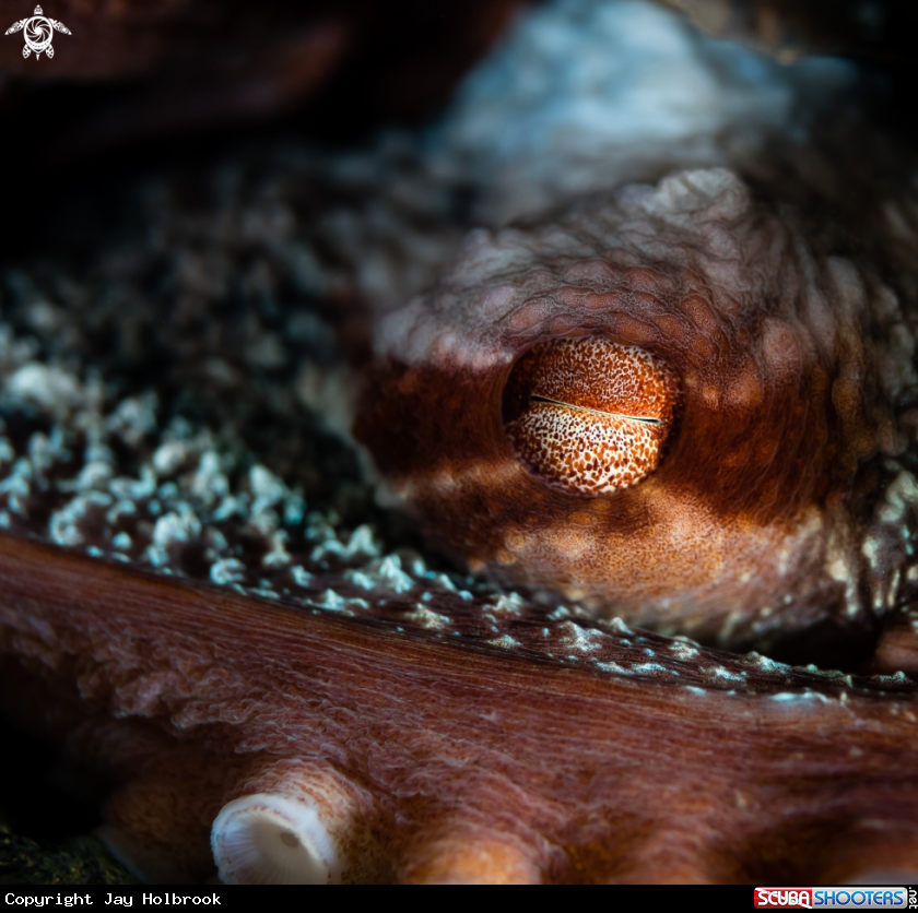 A Giant Pacific Octopus