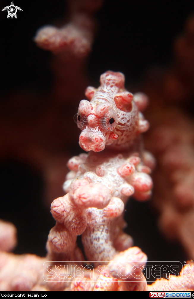 A pygmy seahorse