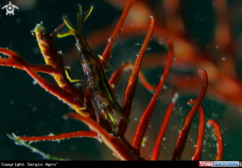 A Shrimp on a crinoid