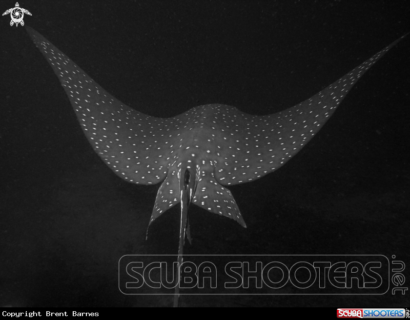 A Eagle Ray