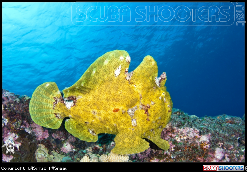 A frogfish