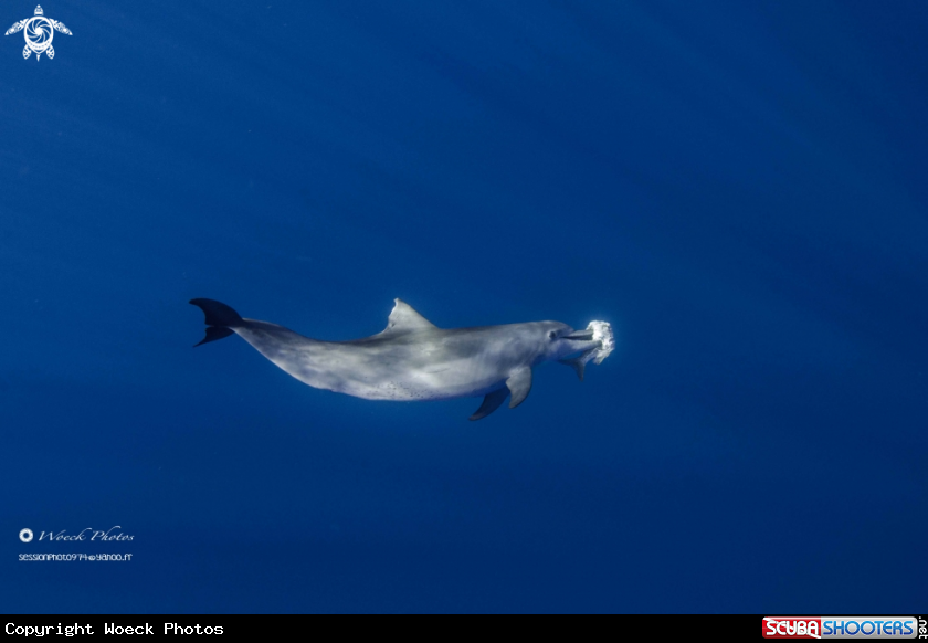 A Indo-Pacific bottlenose dolphin