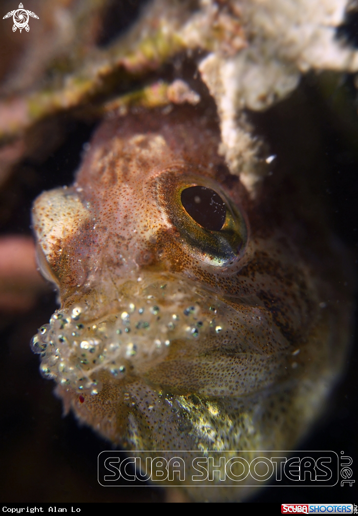 A cardinal fish